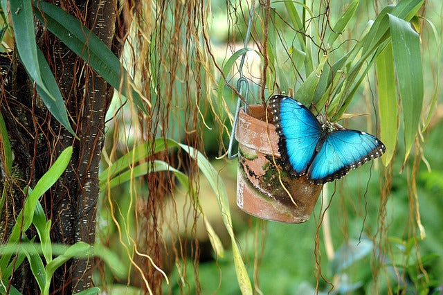 Blue Morpho Butterfly Necklace