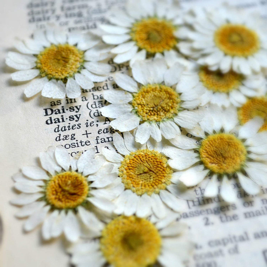 Dry pressed flowers, White Daisies