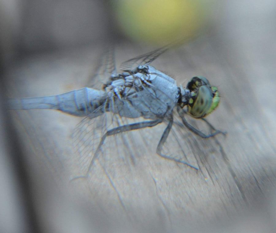Insect_seen_through_Magnifier